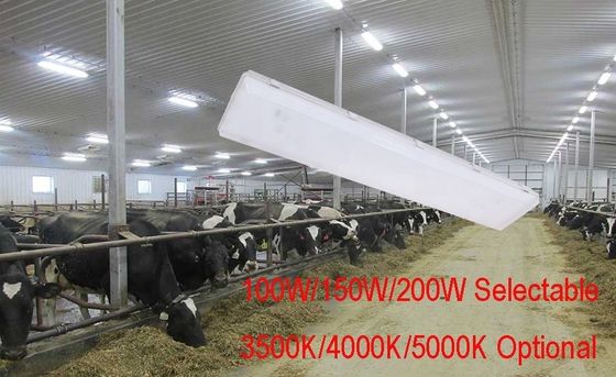 100W 3500K 4FT LED Ατμός Σφιχτό Υψηλό Κόλπο IP67 με Διαφανή Διαχέα Πολυανθρακούχου